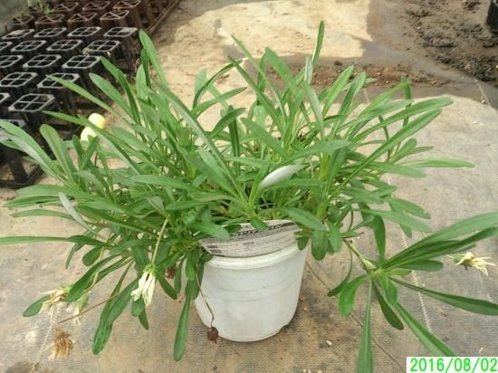 鉢花 ガザニア カナリアスマイル 植え替え済4号鉢 花の館webshop フクシア100種 エンジェルストランペットなど生産苗を販売ー 鉢花 ガザニア カナリアスマイル 植え替え済4号鉢 花の館webshop フクシア100種 エンジェルストランペットなど生産苗を販売ー