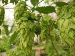 世界のホップ苗販売中 世界のホップ苗販売中