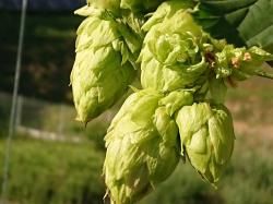 北海道で越冬　ホップ　苗　カスケード 10株セット　2年目　耐寒性　宿根草 北海道で越冬 ホップ 苗 カスケード 10株セット 2年目 耐寒性 宿根草
