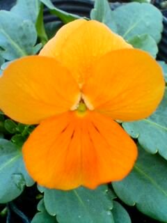 ビオラ ペニー オレンジ 花の館webshop フクシア100種 エンジェルストランペットなど生産苗を販売ー
