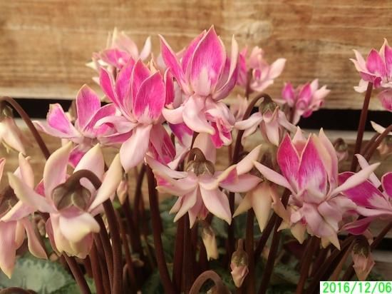 八重咲きミニシクラメン チモ - 花の館webshop －フクシア100種