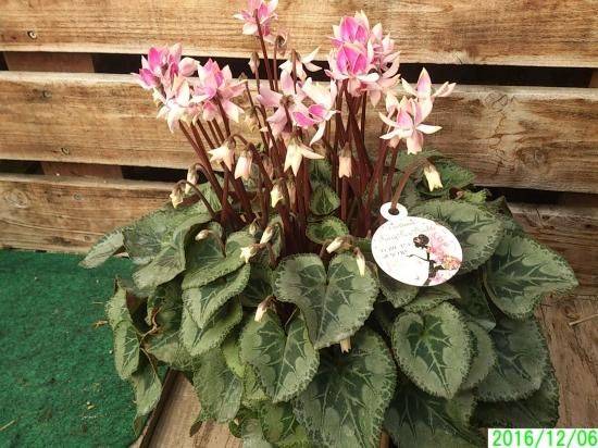 八重咲ミニシクラメン 斑入り チモピンク　①　＊同梱推奨商品 八重咲きミニシクラメン チモ - 花の館webshop －フクシア100種