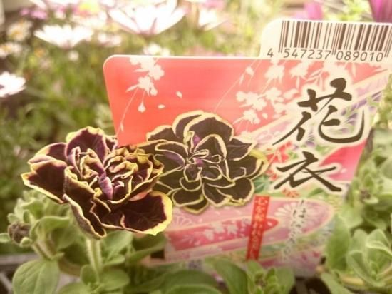 登録品種 苗 八重咲ペチュニア 花衣 黒真珠 3 5号苗 花の館webshop フクシア100種 エンジェルストランペットなど生産苗を販売ー