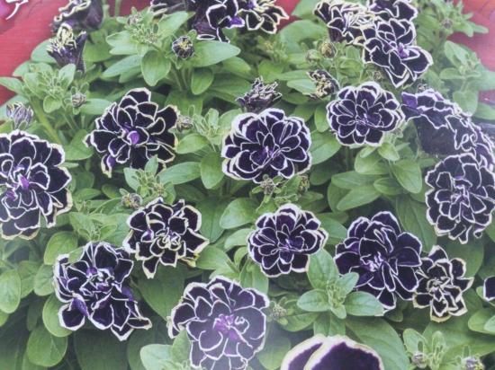登録品種 苗 八重咲ペチュニア 花衣 黒真珠 3 5号苗 花の館webshop フクシア100種 エンジェルストランペットなど生産苗を販売ー 登録品種 苗 八重咲ペチュニア 花衣 黒真珠 3 5号苗 花の館webshop フクシア100種 エンジェルストランペットなど生産苗を販売ー