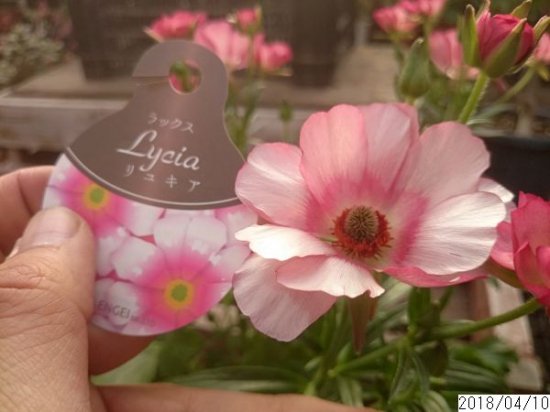 鉢花 ラナンキュラス ラックスシリーズ 花の館webshop フクシア100種 エンジェルストランペットなど生産苗を販売ー