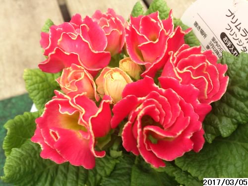 完全八重咲きプリムラポリアンサ プリムネーション 花の館webshop フクシア100種 エンジェルストランペットなど生産苗を販売ー