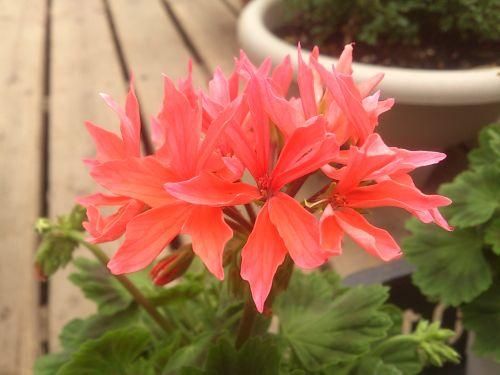 鉢花 【育てやすい植物超定番】 ゼラニウム 星咲き各種 3.5号 鉢花 【育てやすい植物超定番】 ゼラニウム 星咲き各種 3.5号
