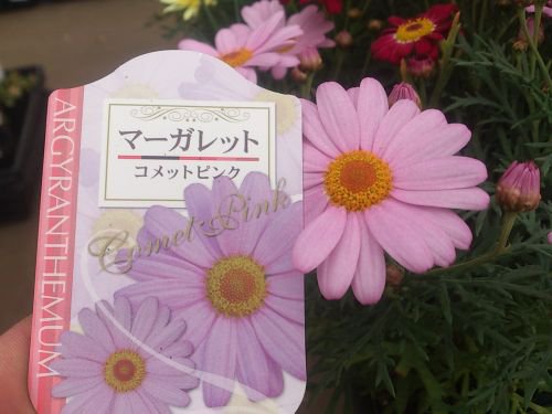 花苗 【1株で大株に！】 マーガレット 各種 - 花の館webshop本店