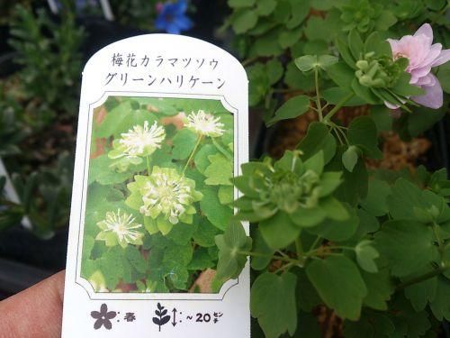 宿根草 多年草 バイカカラマツソウ 各色 花の館webshop フクシア100種 エンジェルストランペットなど生産苗を販売ー