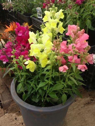 鉢花 キンギョソウ3種4株寄せ植え 直径24cm鉢 花の館webshop フクシア100種 エンジェルストランペットなど生産苗を販売ー 鉢花 キンギョソウ3種4株寄せ植え 直径24cm鉢 花の館webshop フクシア100種 エンジェルストランペットなど生産苗を販売ー