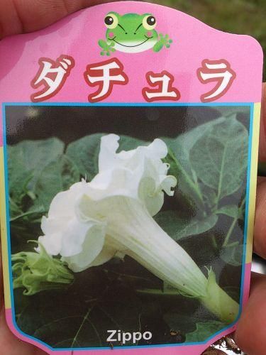 花苗 ダチュラ 苗 各種 花の館webshop フクシア100種 エンジェルストランペットなど生産苗を販売ー 花苗 ダチュラ 苗 各種 花の館webshop フクシア100種 エンジェルストランペットなど生産苗を販売ー