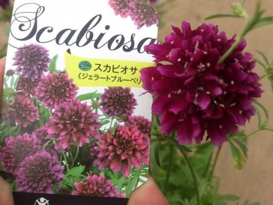 宿根草 多年草 スカビオサ 高性タイプ ジェラートブルーベリー 5号鉢 花の館webshop フクシア100種 エンジェルストランペットなど生産苗を販売ー