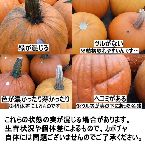 ハロウィン用カボチャ - 花の館webshop －フクシア100種、エンジェルストランペットなど生産苗を販売ー