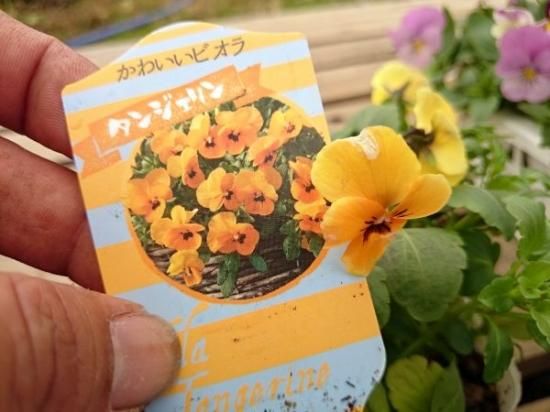 ビオラ かわいいビオラ タンジェリン 花の館webshop フクシア100種 エンジェルストランペットなど生産苗を販売ー ビオラ かわいいビオラ タンジェリン 花の館webshop フクシア100種 エンジェルストランペットなど生産苗を販売ー