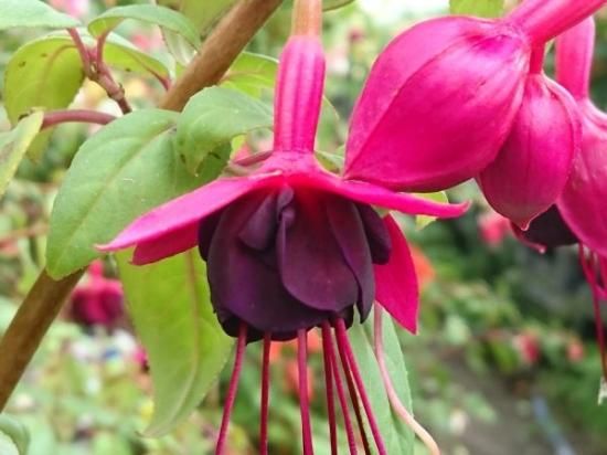 フクシア 苗 ニューミレニアム