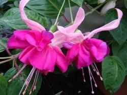 魅惑のフクシア 生産販売