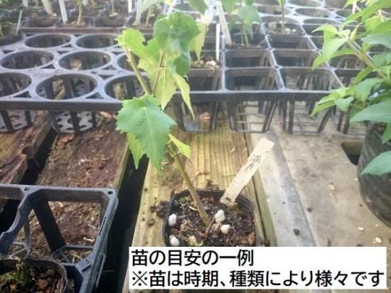 ②アブチロン苗　濃いピンク紫色【1苗】抜き苗 ②アブチロン苗 濃いピンク紫色【1苗】抜き苗