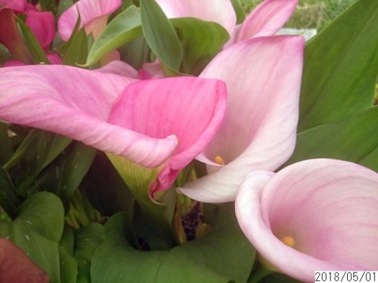 鉢花 カラー ピンククラウド 花の館webshop フクシア100種 エンジェルストランペットなど生産苗を販売ー