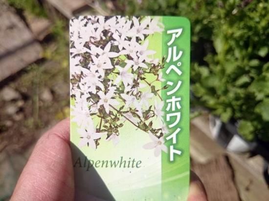 宿根草多年草 カンパニュラ アルペン 花の館webshop フクシア100種 エンジェルストランペットなど生産苗を販売ー 宿根草多年草 カンパニュラ アルペン 花の館webshop フクシア100種 エンジェルストランペットなど生産苗を販売ー