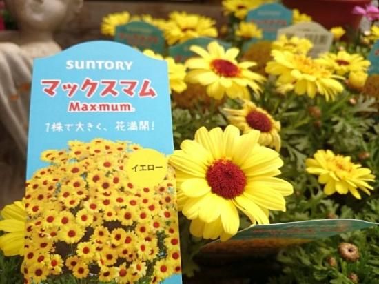 登録品種 苗 マックスマム 各色 花の館webshop フクシア100種 エンジェルストランペットなど生産苗を販売ー 登録品種 苗 マックスマム 各色 花の館webshop フクシア100種 エンジェルストランペットなど生産苗を販売ー