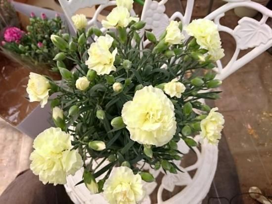 母の日】 カーネーション ルミナリア 5号鉢 - 花の館webshop本店