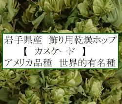 世界のホップ苗販売中