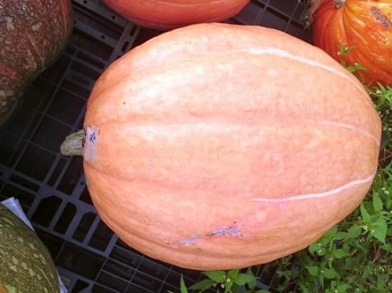 ハロウィン用カボチャ 花の館webshop フクシア100種 エンジェルストランペットなど生産苗を販売ー ハロウィン用カボチャ 花の館webshop フクシア100種 エンジェルストランペットなど生産苗を販売ー