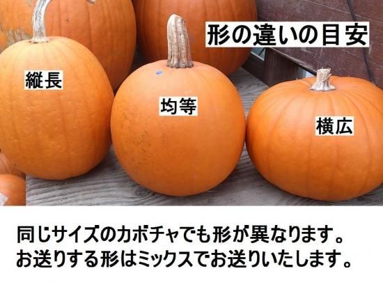 ハロウィン用カボチャ - 花の館webshop －フクシア100種