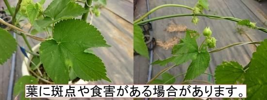 ホップ 毬花付鉢植え ザーツ 8号鉢 01 - 花の館webshop本店 －フクシア