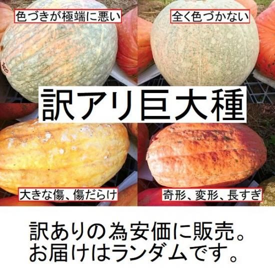 ハロウィン用カボチャ 花の館webshop フクシア100種 エンジェルストランペットなど生産苗を販売ー