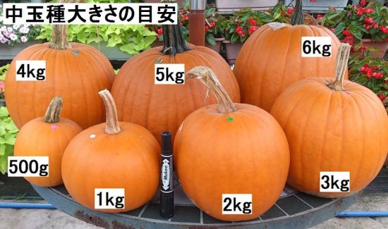 ハロウィン用カボチャ - 花の館webshop －フクシア100種、エンジェルス