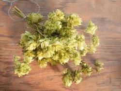 ホップ特大苗　『ザーツ』 ホップ苗 ザーツ | アロマホップ - 花の館webshop本店 －フクシア等