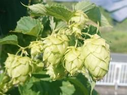 アメリカ系ホップ - 花の館webshop本店 －フクシア等花卉ハロウィン