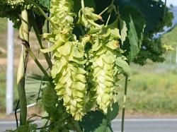 オータムロリホップ苗＊確認用 72al-2r.jpg