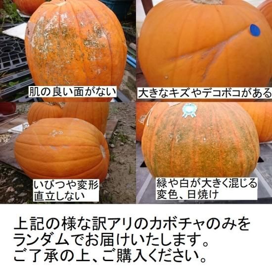 【今年の在庫残りわずか！】ハロウィンカボチャ100個セット 数量限定！わくわくハロウィン カボチャセット | 野菜/かぼちゃ 産直