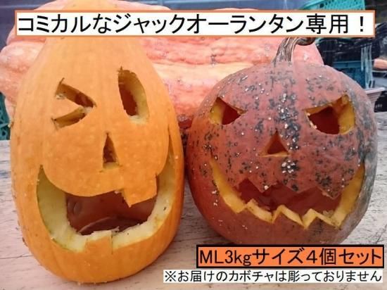 【残りわずか】 ハロウィン用カボチャ －フクシア100種 花の館webshop - ハロウィン