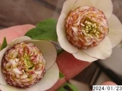 セミダブル咲き - 花の館webshop本店 -フクシア等花卉 セミダブル咲き - 花の館webshop本店 -フクシア等花卉