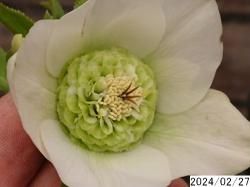 セミダブル咲き - 花の館webshop本店 －フクシア等花卉