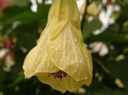 アブチロン 生産販売