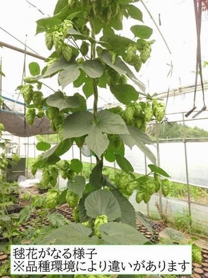 ホップ苗 タホマ - 花の館webshop本店 －フクシア等花卉ハロウィン