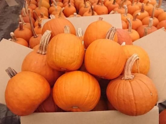 ハロウィンかぼちゃ | 中玉種S 15個セット - 花の館webshop本店