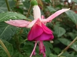 魅惑のフクシア 生産販売