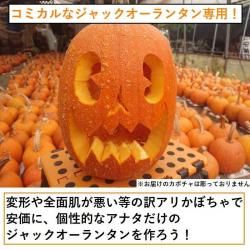 ۥå󥿥Ѥܤ ML3kg<img class='new_mark_img2' src='https://img.shop-pro.jp/img/new/icons41.gif' style='border:none;display:inline;margin:0px;padding:0px;width:auto;' />