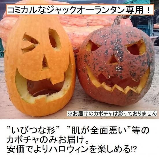 【hello】ハロウィンかぼちゃ　本物　3個セット 188697710.jpg?cmsp_timestamp=
