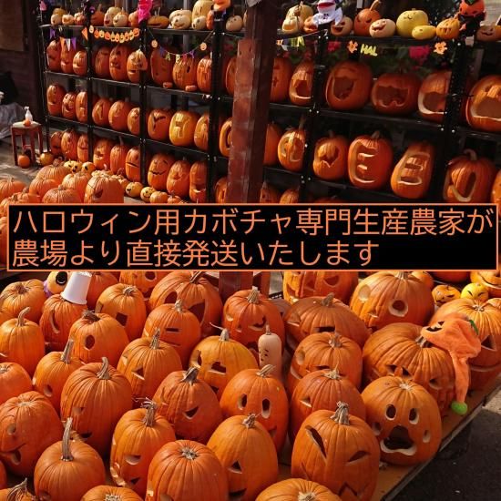 訳アリ かぼちゃ ハロウィン | 3個セット - 花の館webshop本店