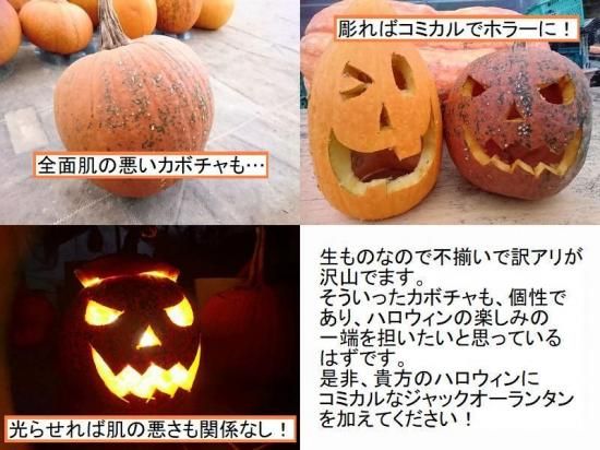 訳アリ かぼちゃ ハロウィン | 3個セット - 花の館webshop本店