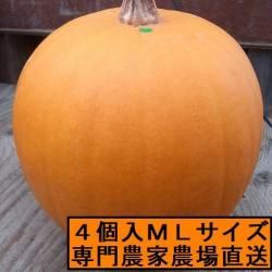 ϥ å󥿥 ܤ ̼ML 硡4ĥå<img class='new_mark_img2' src='https://img.shop-pro.jp/img/new/icons30.gif' style='border:none;display:inline;margin:0px;padding:0px;width:auto;' />