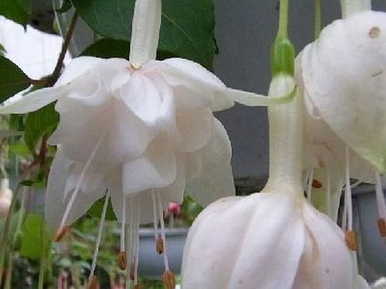 フクシア 苗 ホワイトガロア