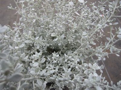 シルバーリーフ オレアリア リトルスモーキー 花の館webshop フクシア100種 エンジェルストランペットなど生産苗を販売ー