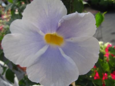 夏の半つる植物 ツンベルギア ライトブルー リング仕立て 花の館webshop フクシア100種 エンジェルストランペットなど生産苗を販売ー